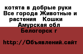 котята в добрые руки - Все города Животные и растения » Кошки   . Амурская обл.,Белогорск г.